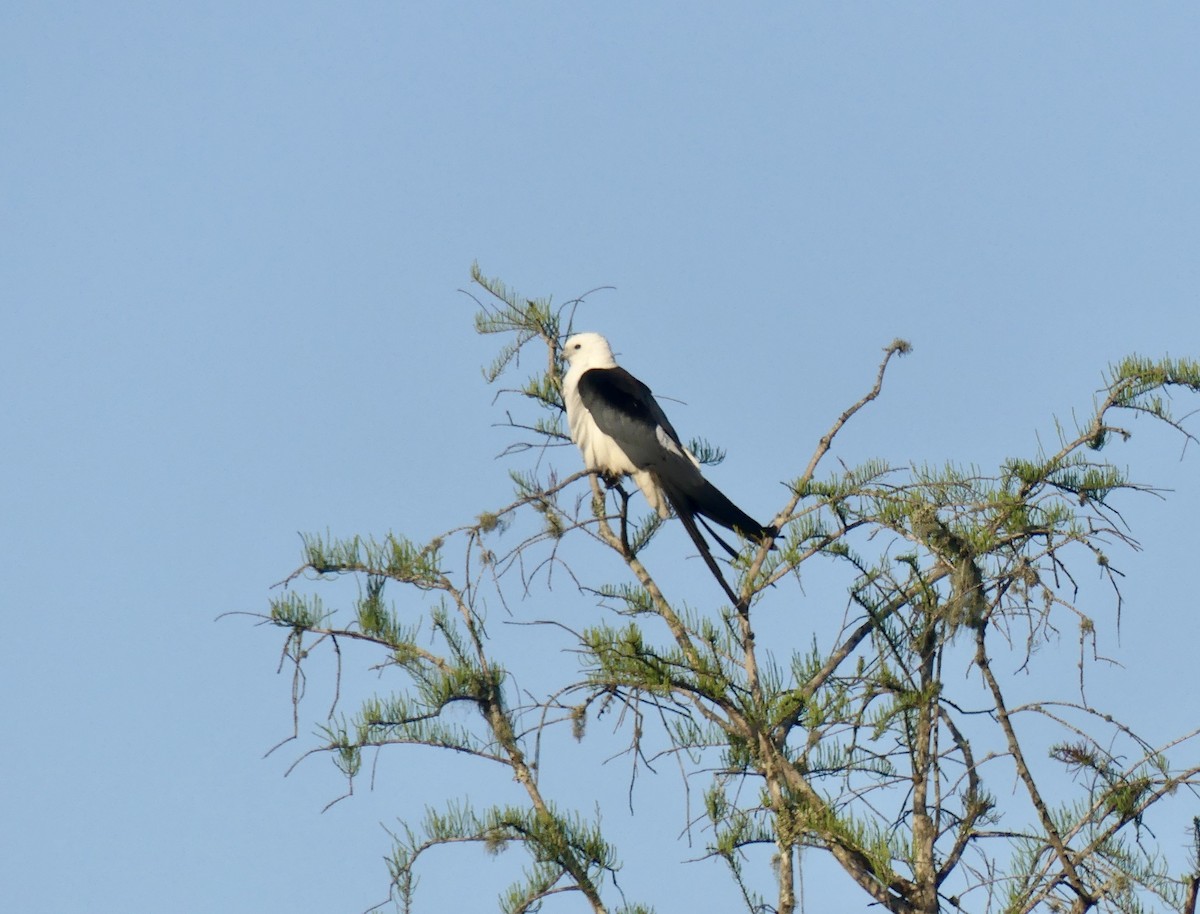 Swallow-tailed Kite - ML634597367