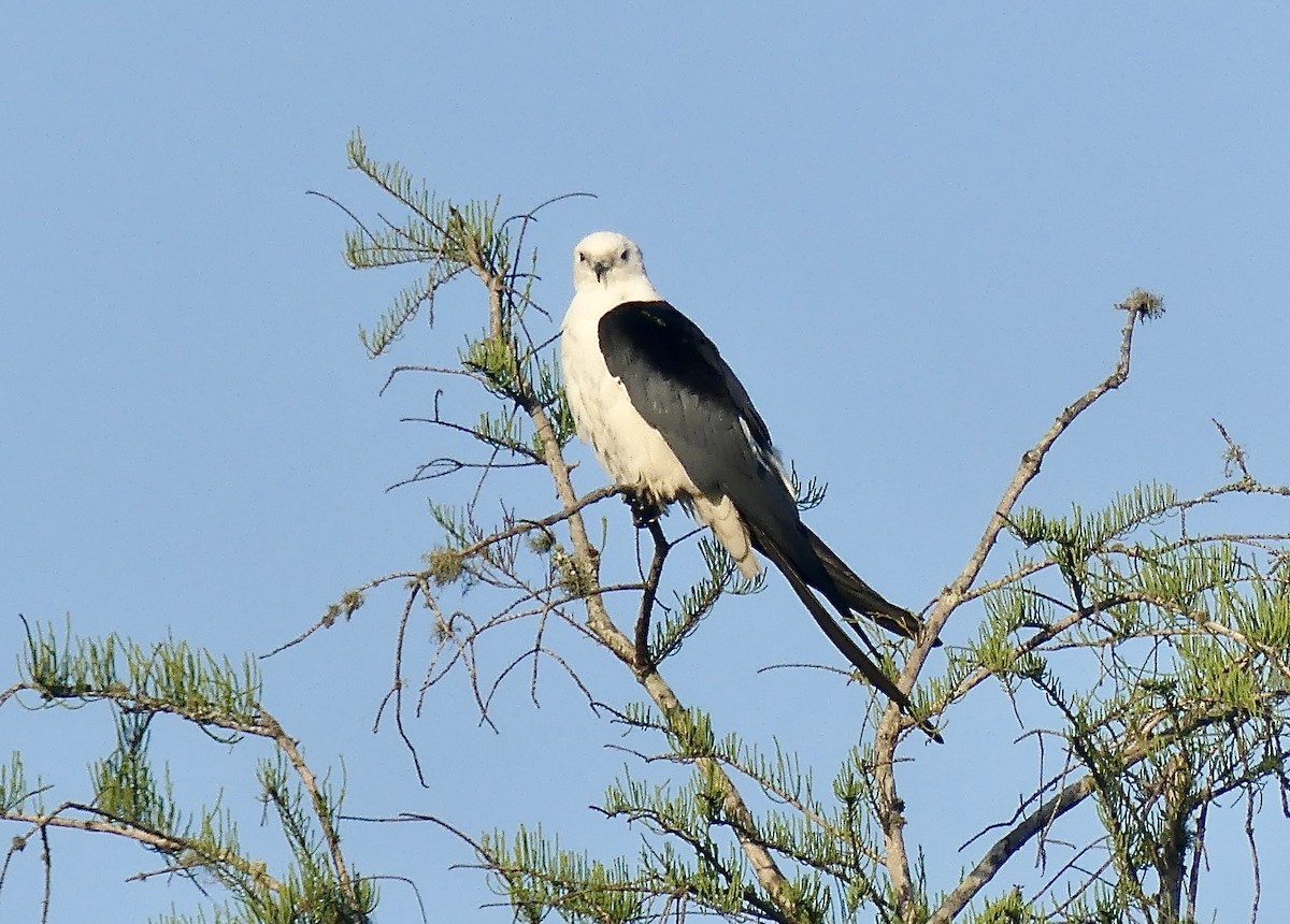 Swallow-tailed Kite - ML634597382