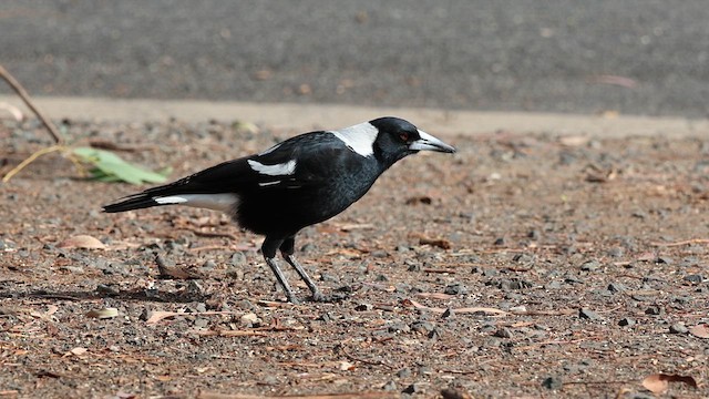 Australian Magpie (Black-backed) - ML634597520