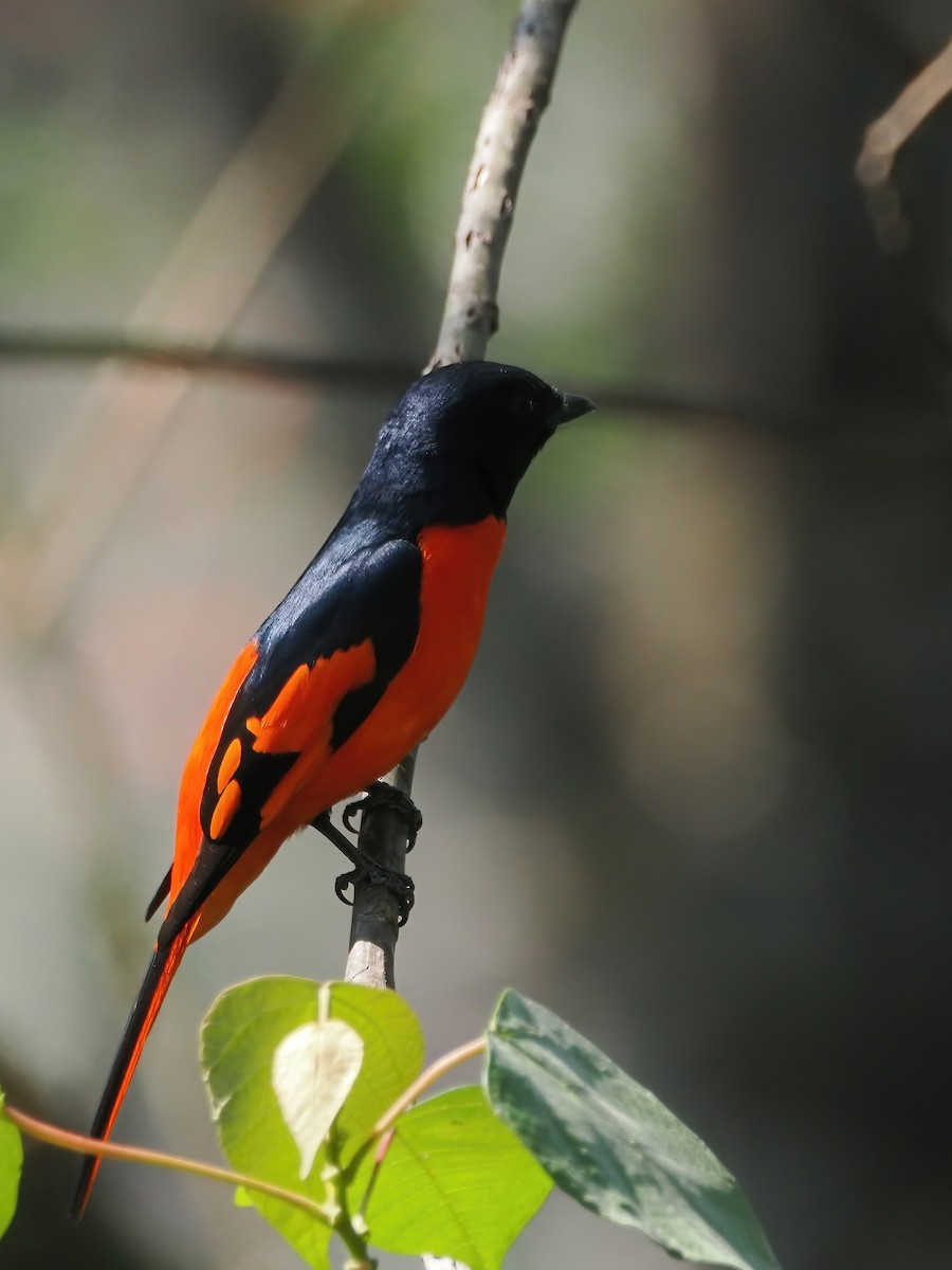 Scarlet Minivet - ML634597586