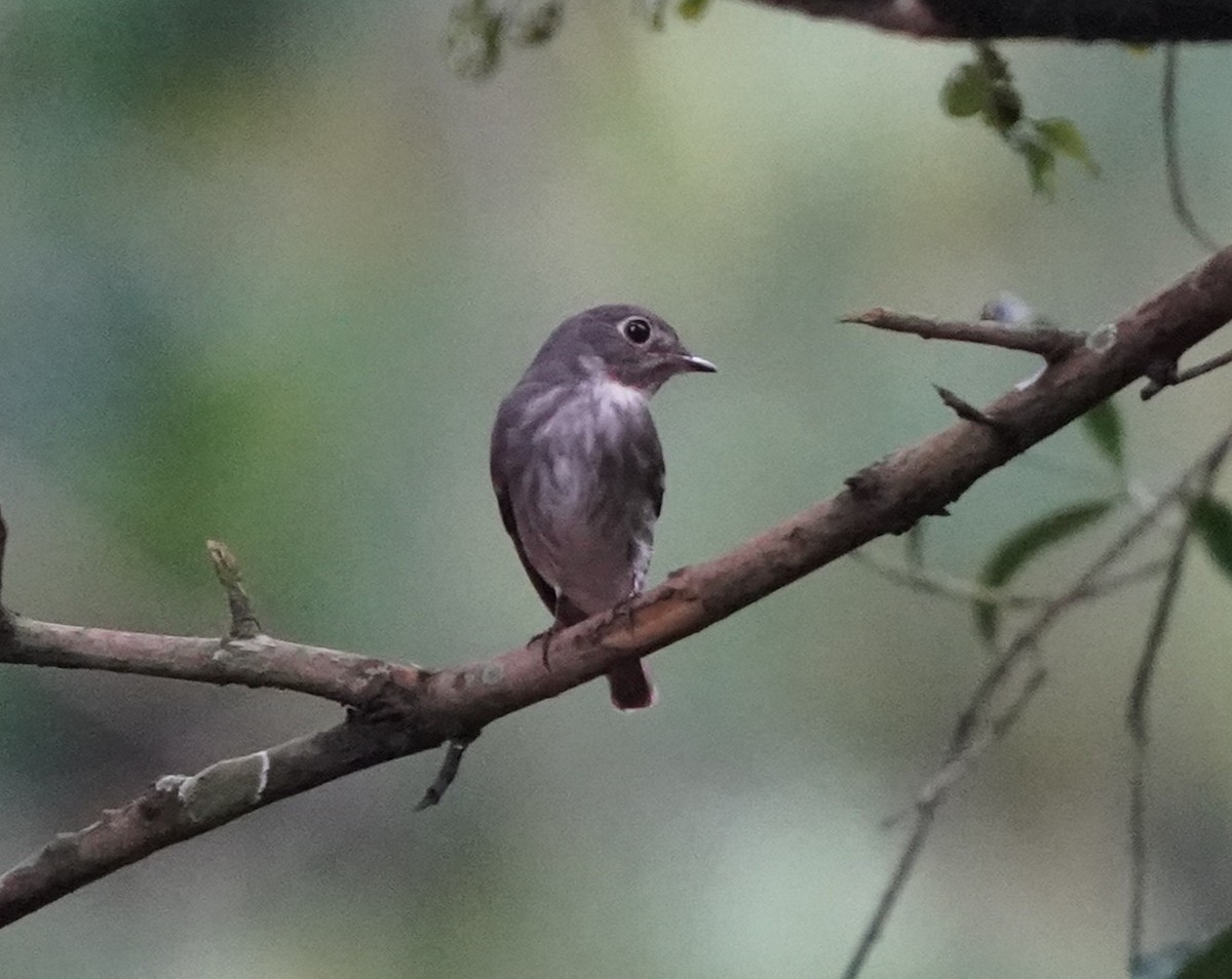 Dark-sided Flycatcher - ML634597602