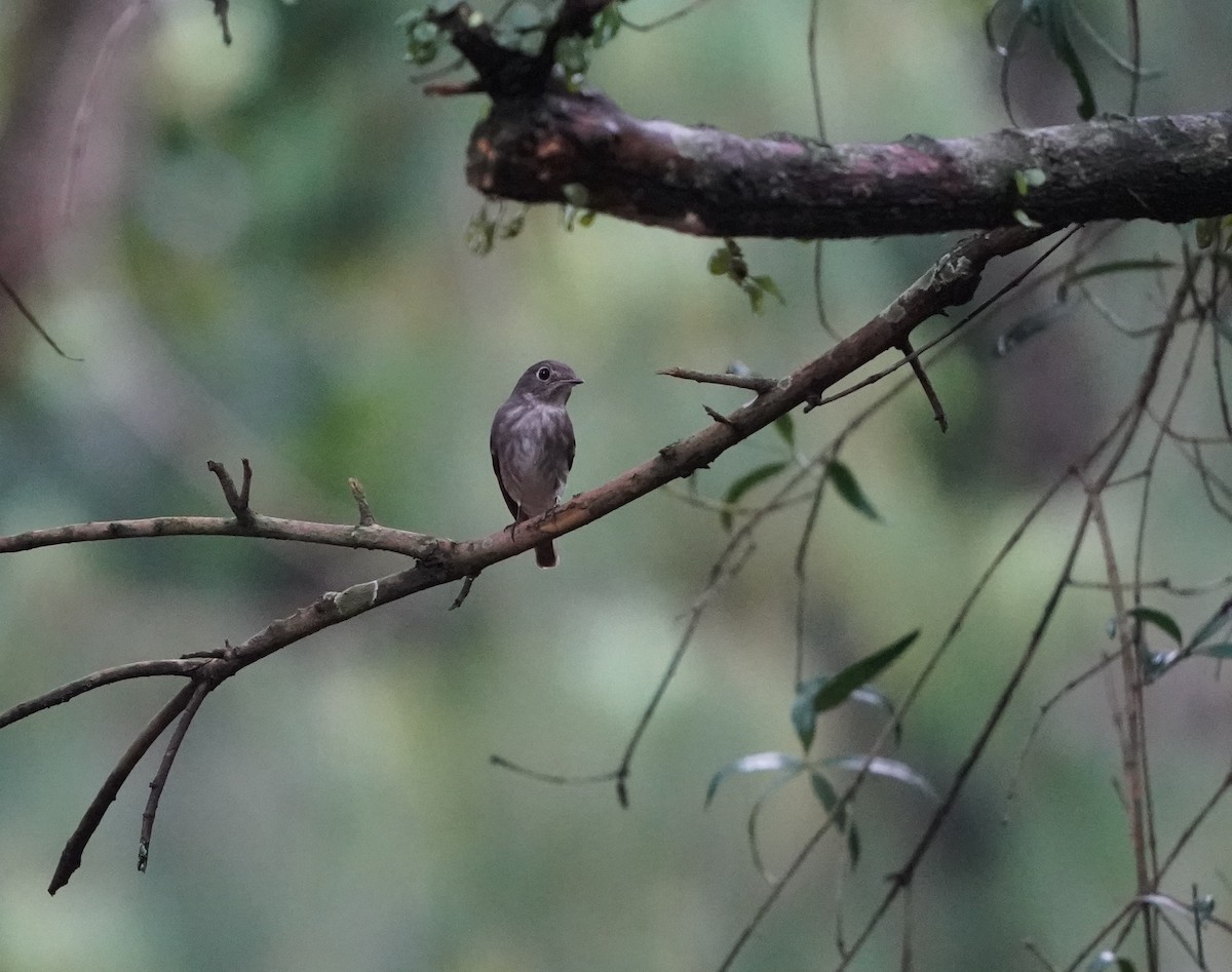 Dark-sided Flycatcher - ML634597603