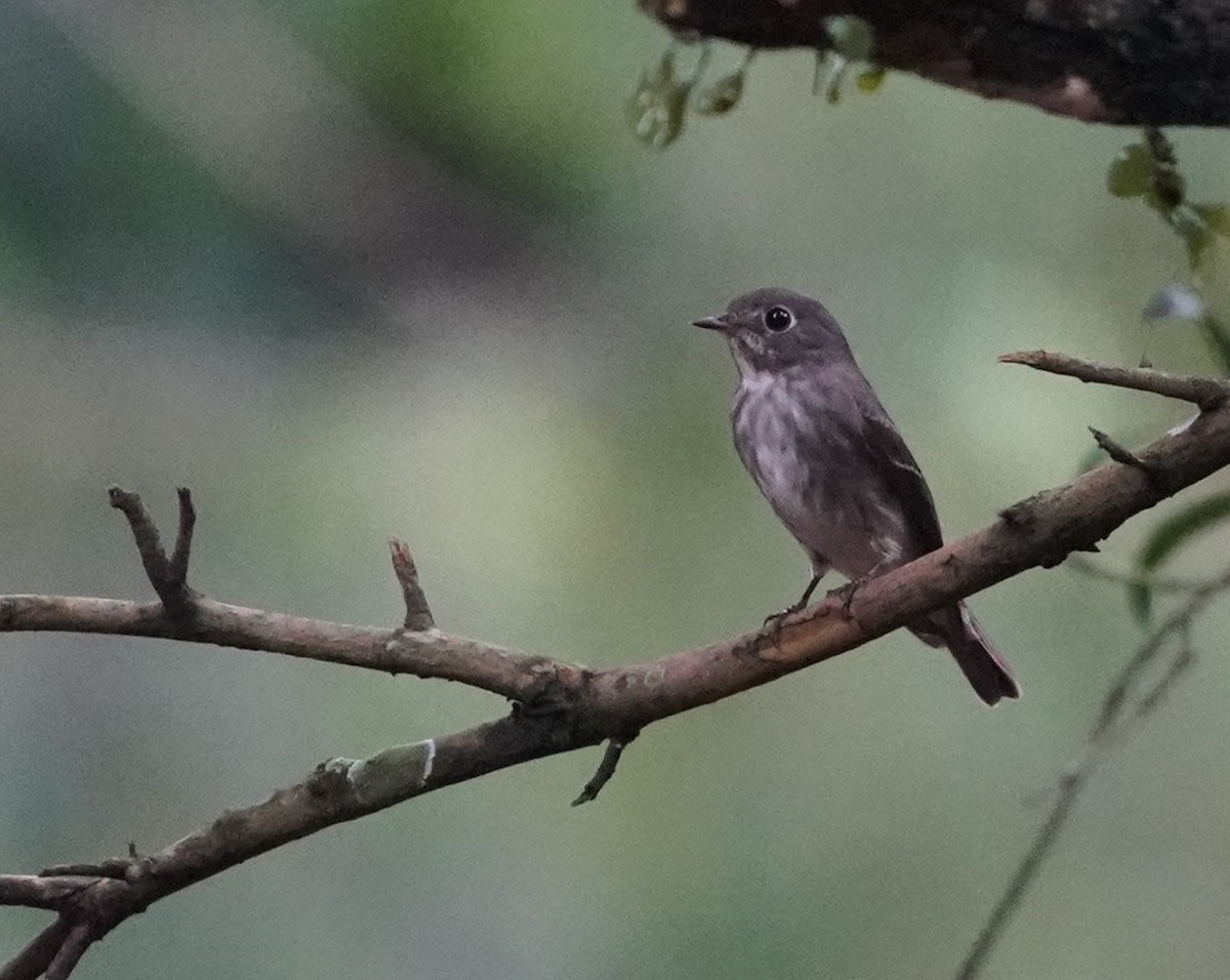 Dark-sided Flycatcher - ML634597604