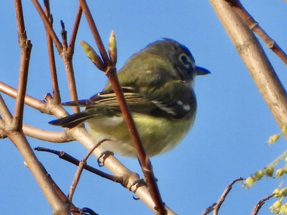 Blue-headed Vireo - ML634597623