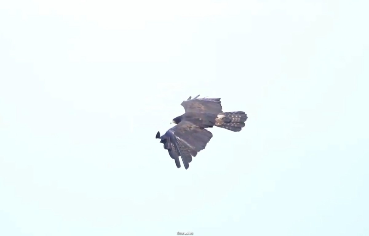 Black Eagle - ML634597655