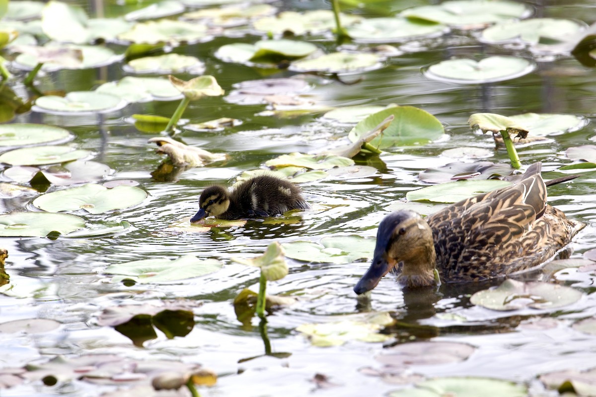 Mallard - ML634597733