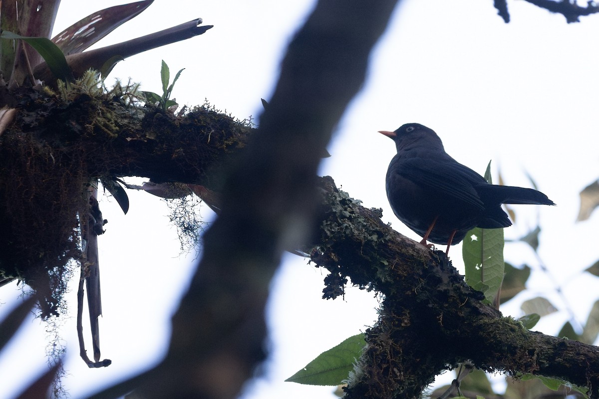 Sooty Thrush - ML634597758