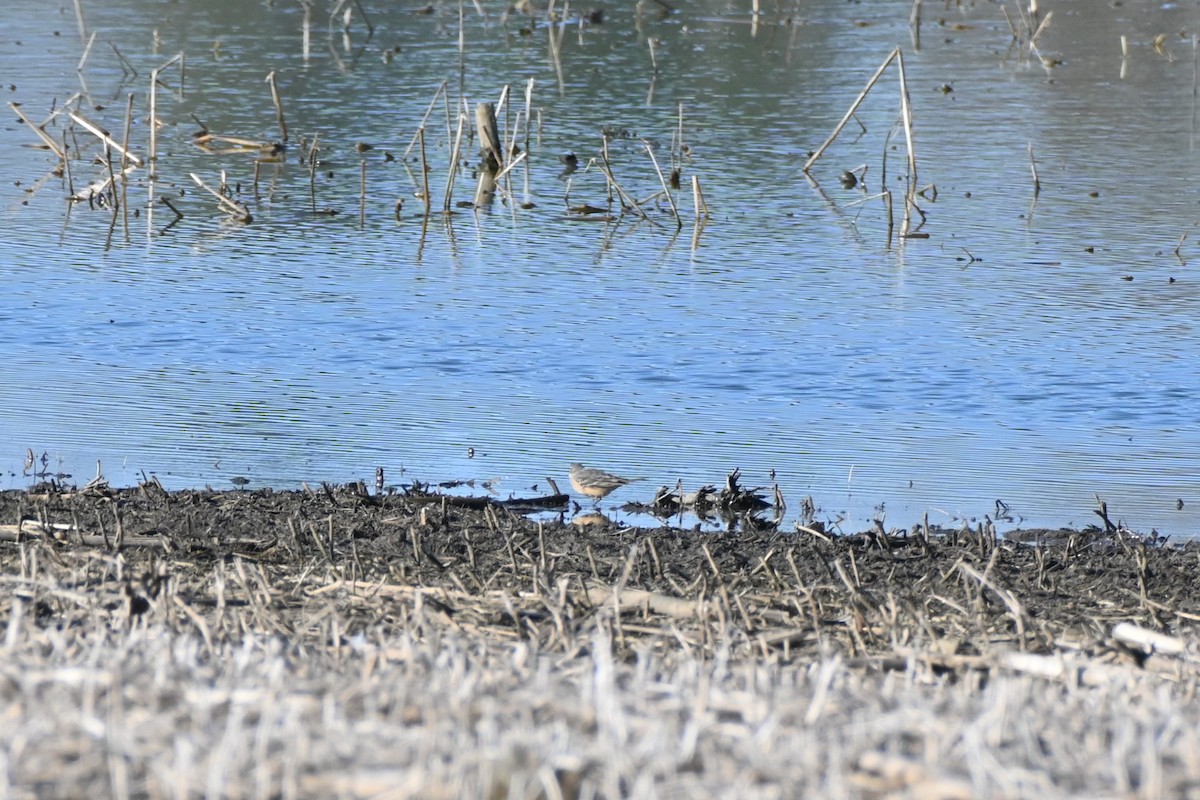 American Pipit - ML634597847