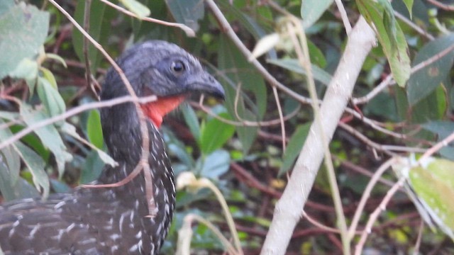 Band-tailed Guan - ML634597902