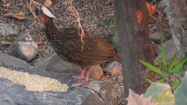 Band-tailed Guan - ML634597907