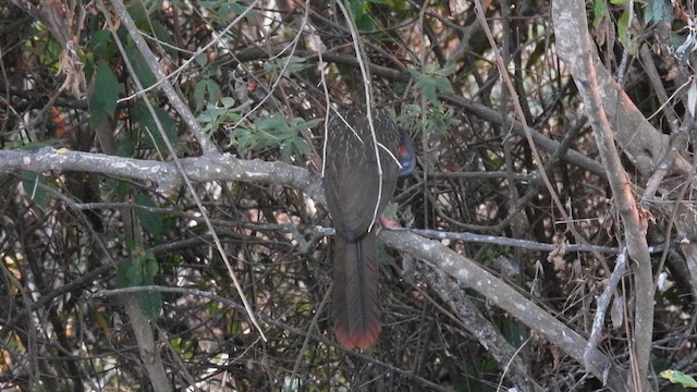 Band-tailed Guan - ML634597908