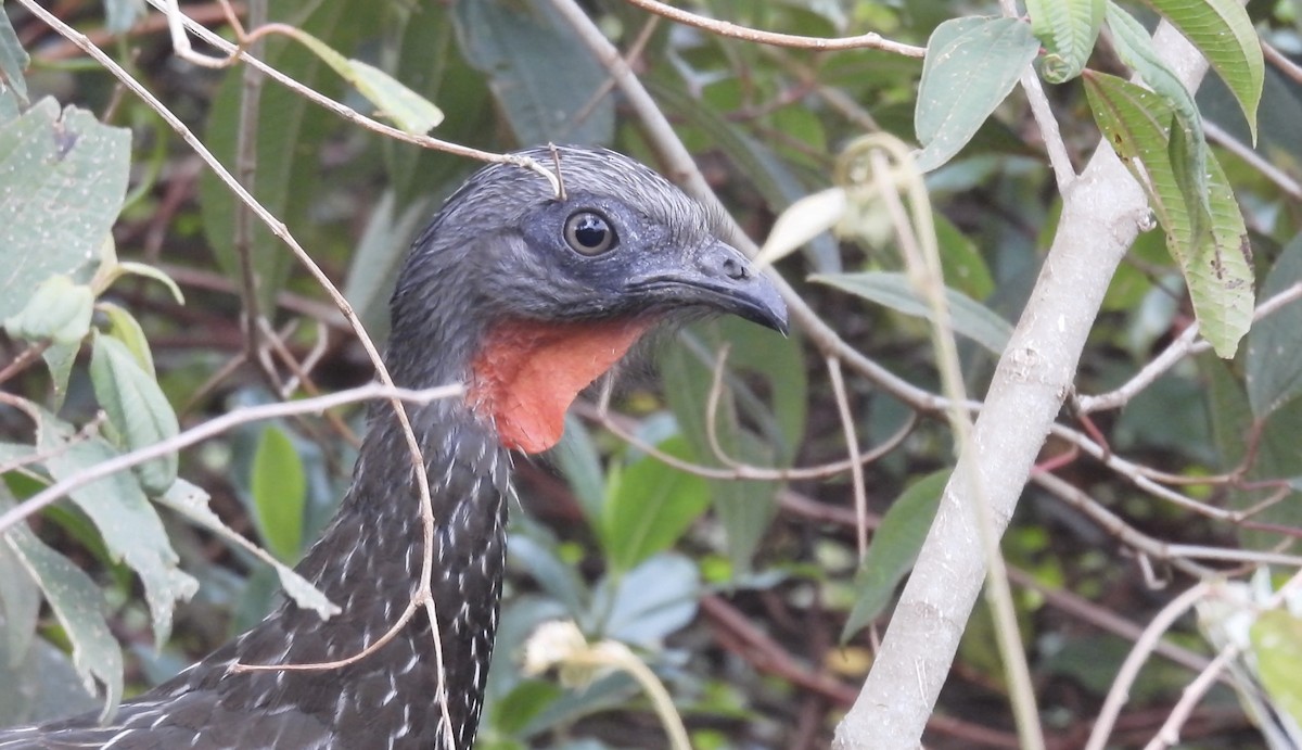 Band-tailed Guan - ML634597926