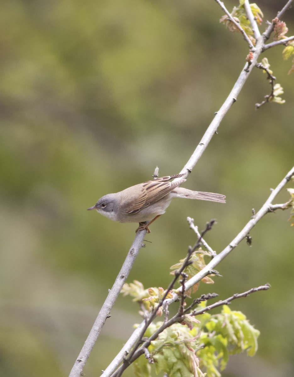 pěnice hnědokřídlá - ML634597995