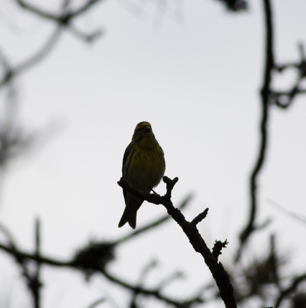 zvonohlík zahradní - ML634598002