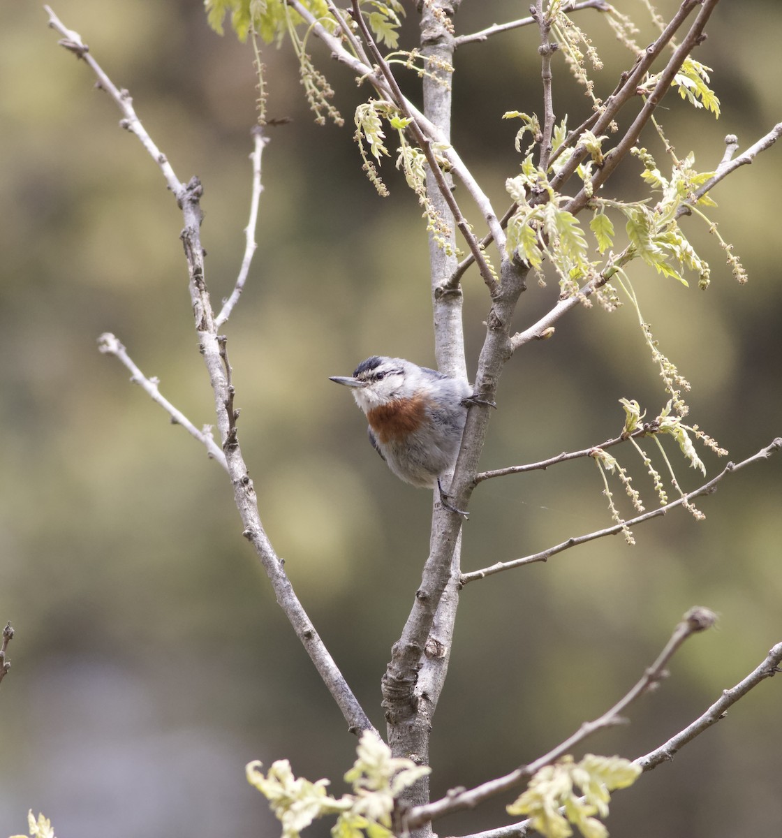 brhlík turecký - ML634598026