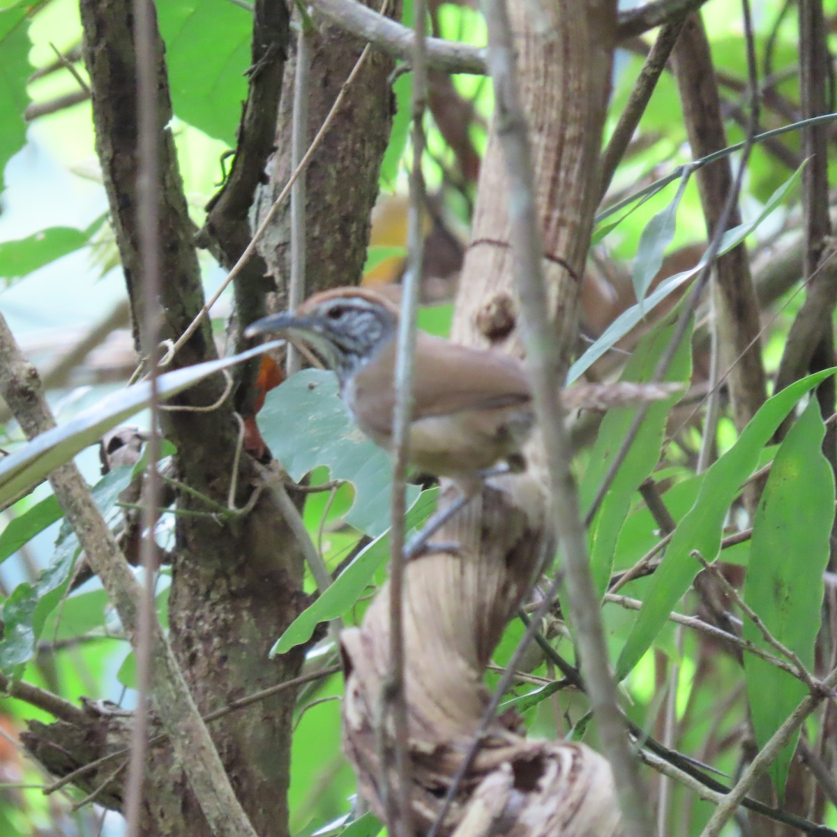 Spot-breasted Wren - ML634598090