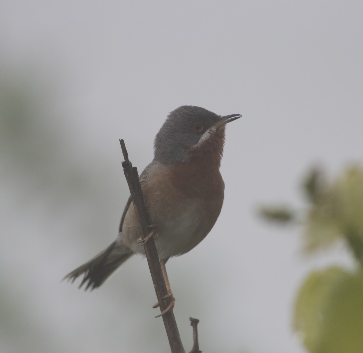 pěnice vousatá - ML634598095