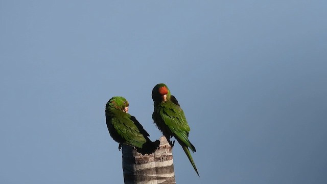 Scarlet-fronted Parakeet - ML634598299
