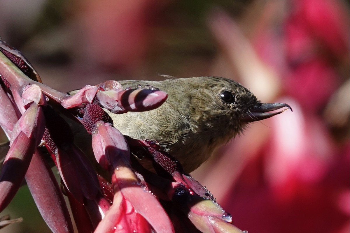 Slaty Flowerpiercer - ML634598403