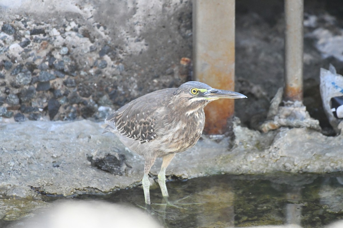 ササゴイ（atricapilla グループ） - ML634598461