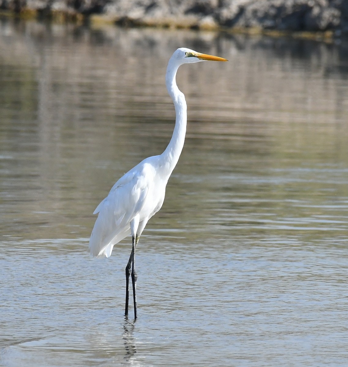 ダイサギ - ML634598477