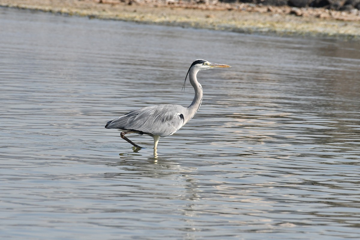 アオサギ - ML634598489