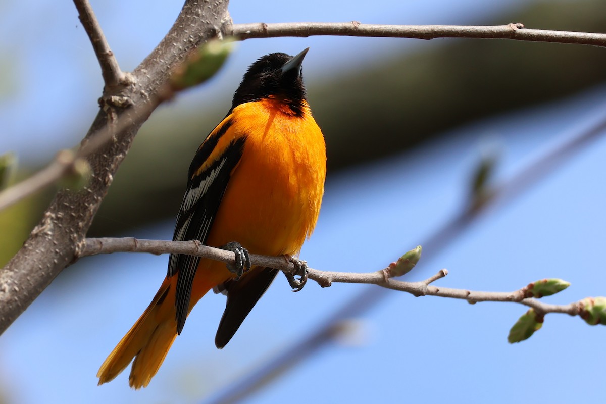 Baltimore Oriole - ML634598579