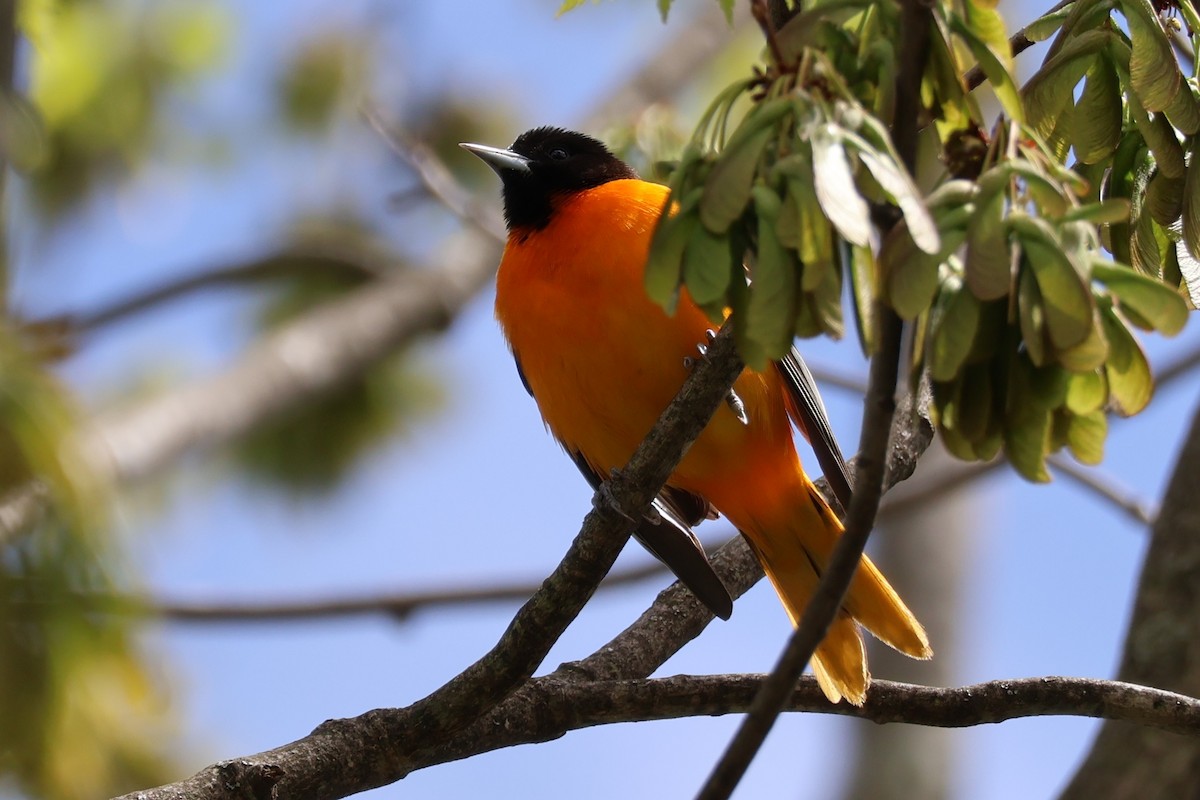 Baltimore Oriole - ML634598580