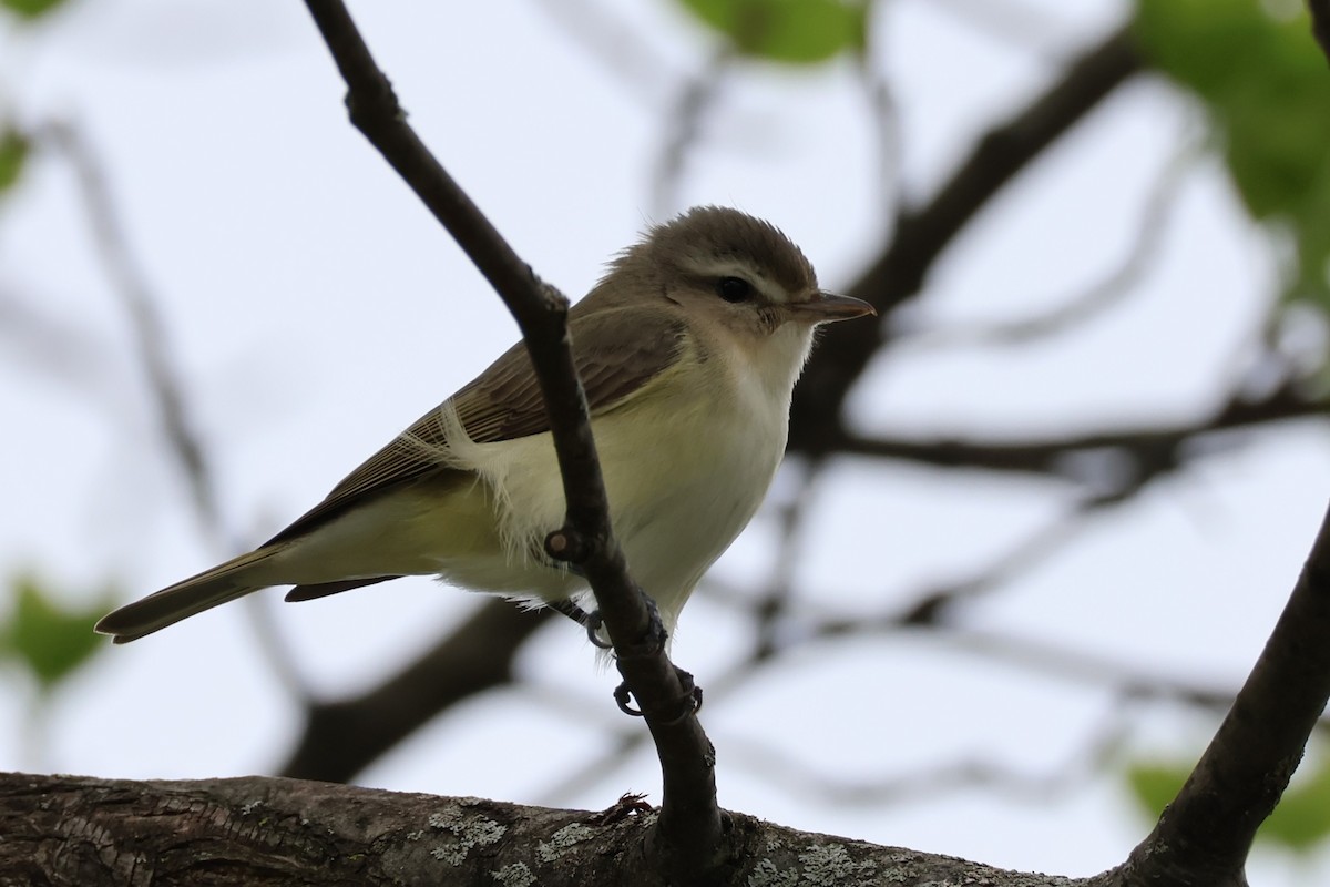 Warbling Vireo - ML634598593