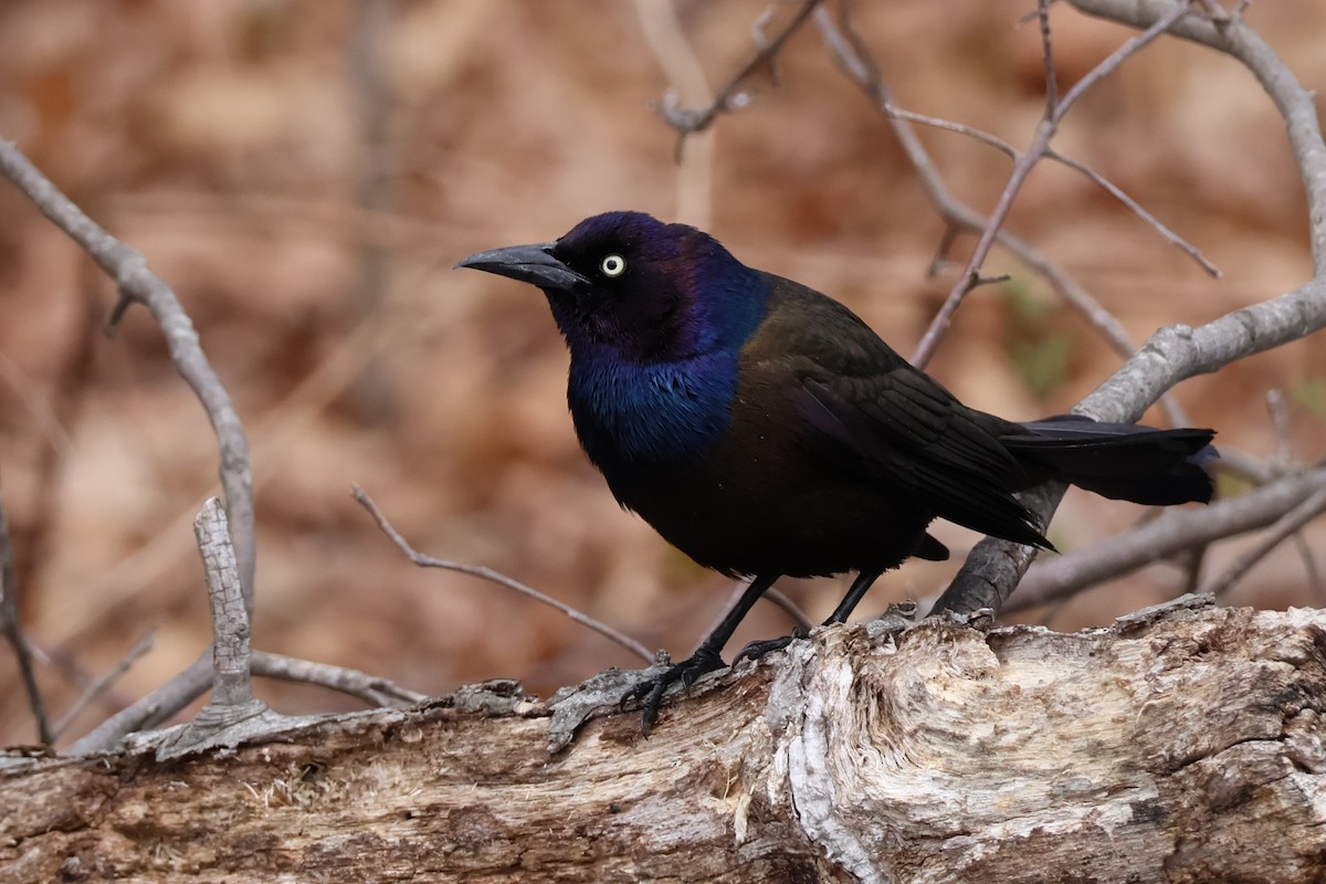 Common Grackle - ML634598652