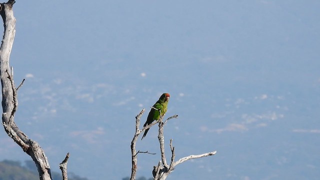 Scarlet-fronted Parakeet - ML634598747