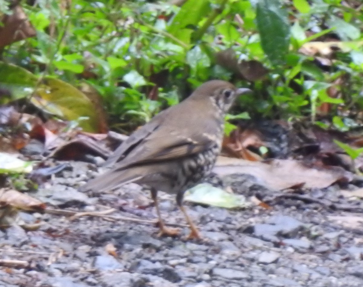 Long-tailed Thrush - ML634598749
