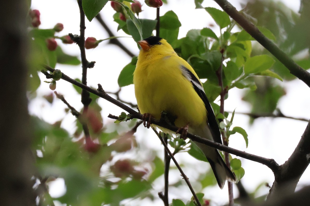 American Goldfinch - ML634598784