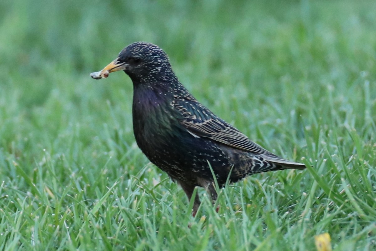 European Starling - ML634598832