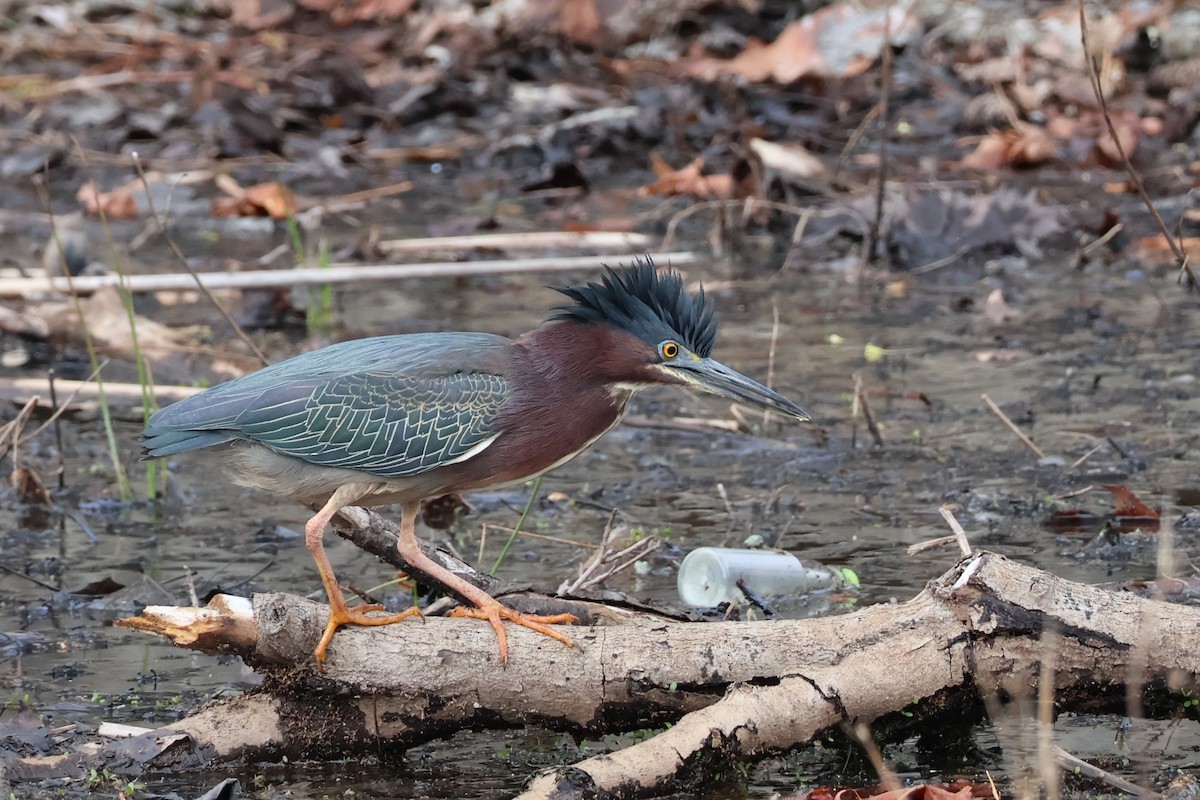 Green Heron - ML634598863
