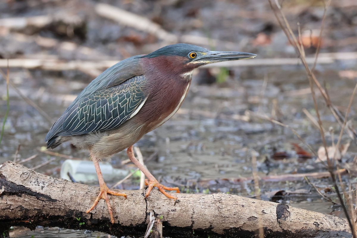 Green Heron - ML634598864