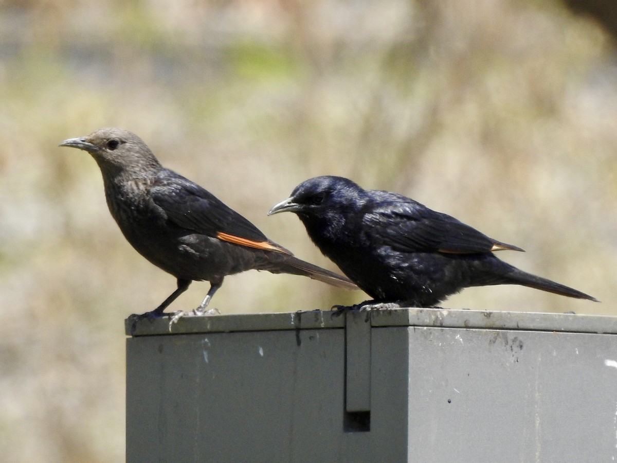 Tristram's Starling - ML634599024
