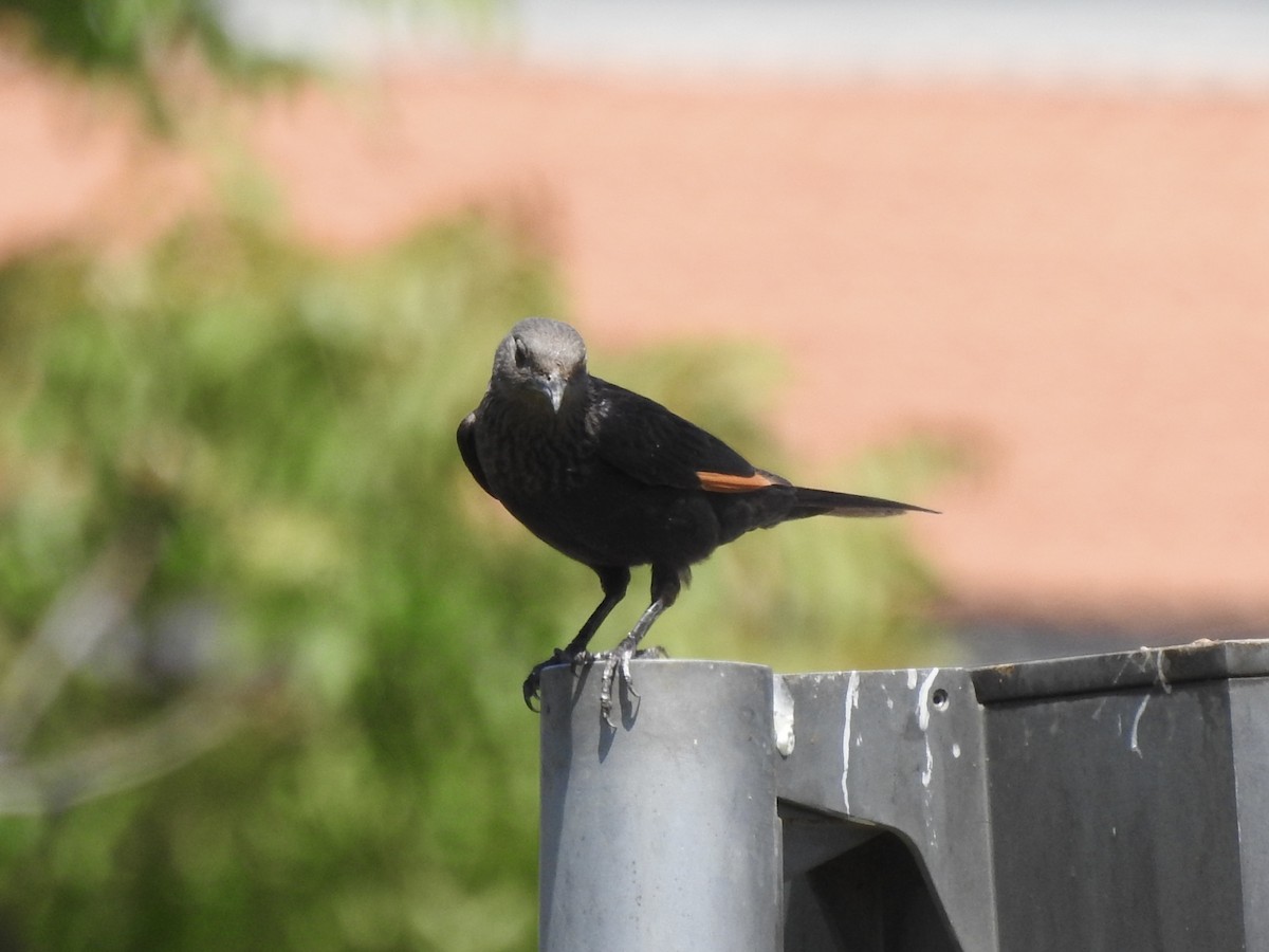 Tristram's Starling - ML634599025