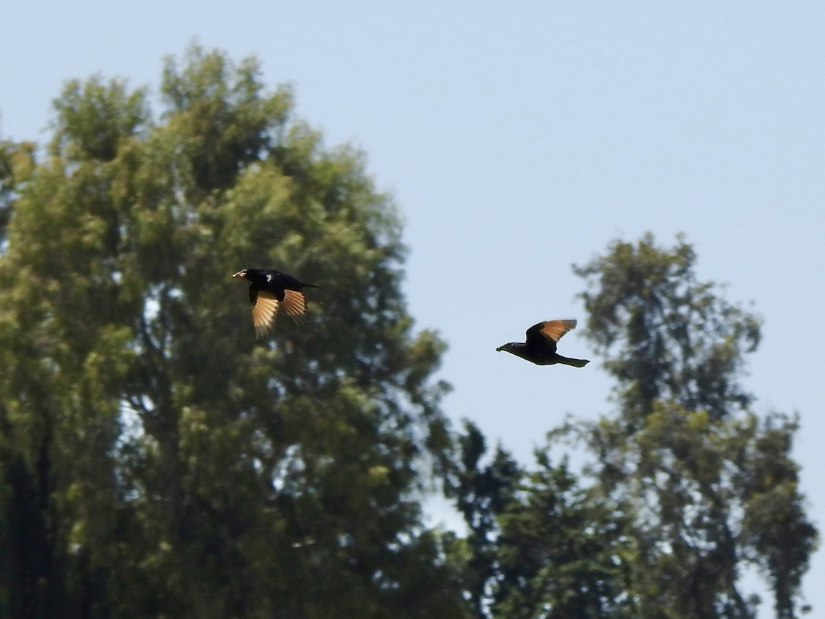 Tristram's Starling - ML634599026