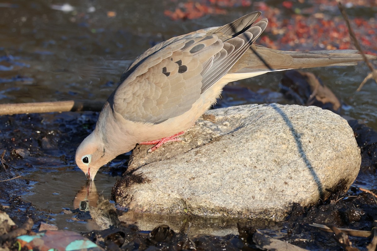Mourning Dove - ML634599073