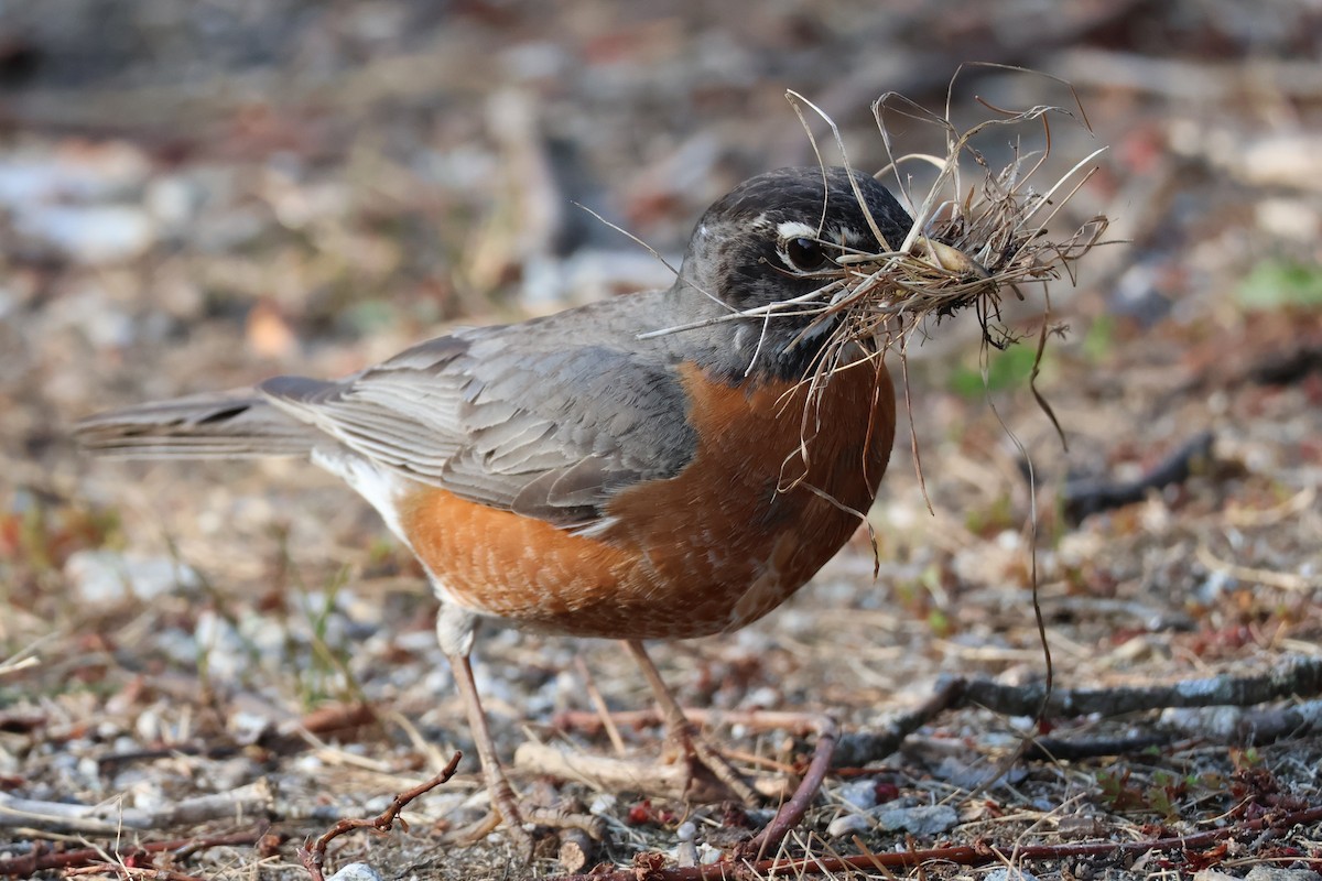 American Robin - ML634599084