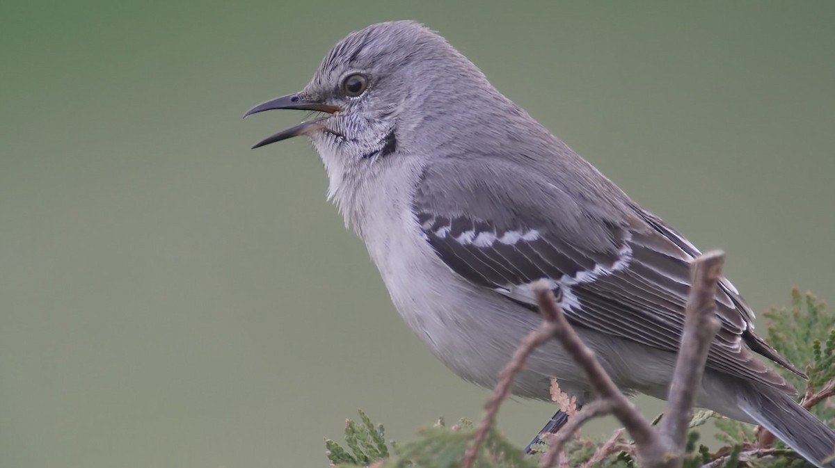 Northern Mockingbird - ML634599166