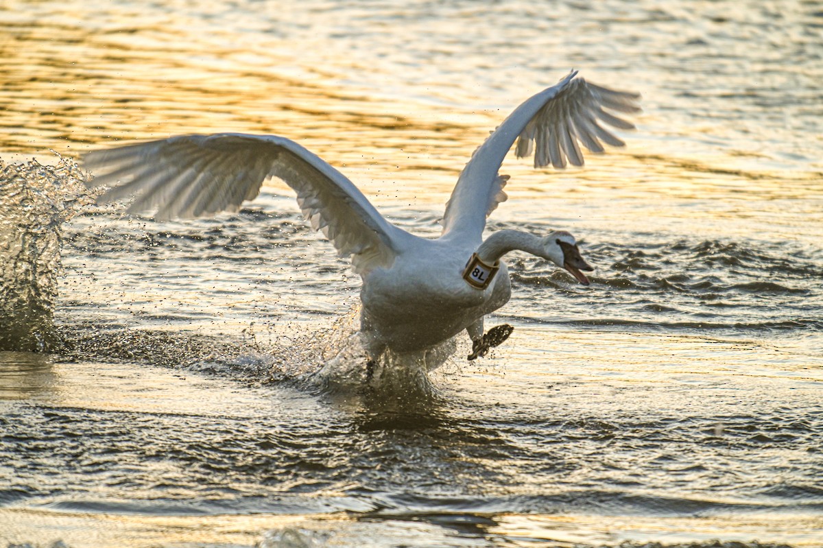 Trumpeter Swan - ML634599262