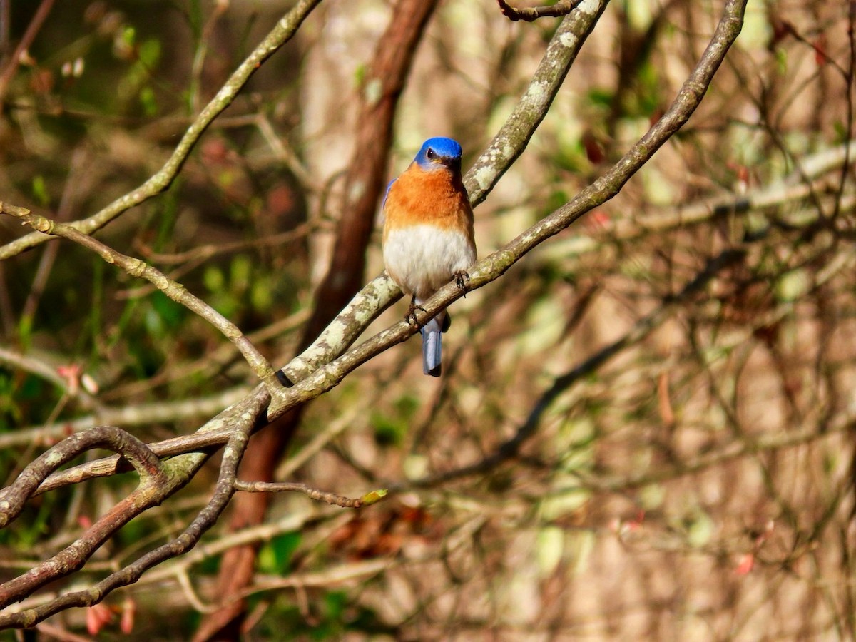 Eastern Bluebird - ML634599376