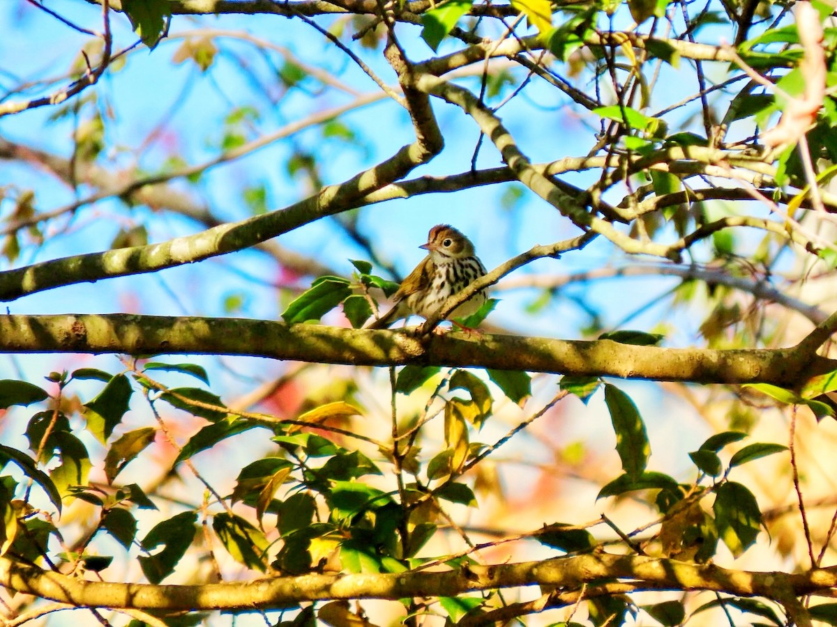 Ovenbird - ML634599402