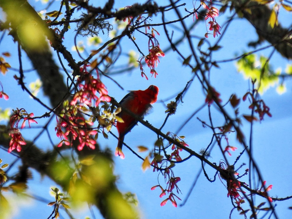 Scarlet Tanager - ML634599414