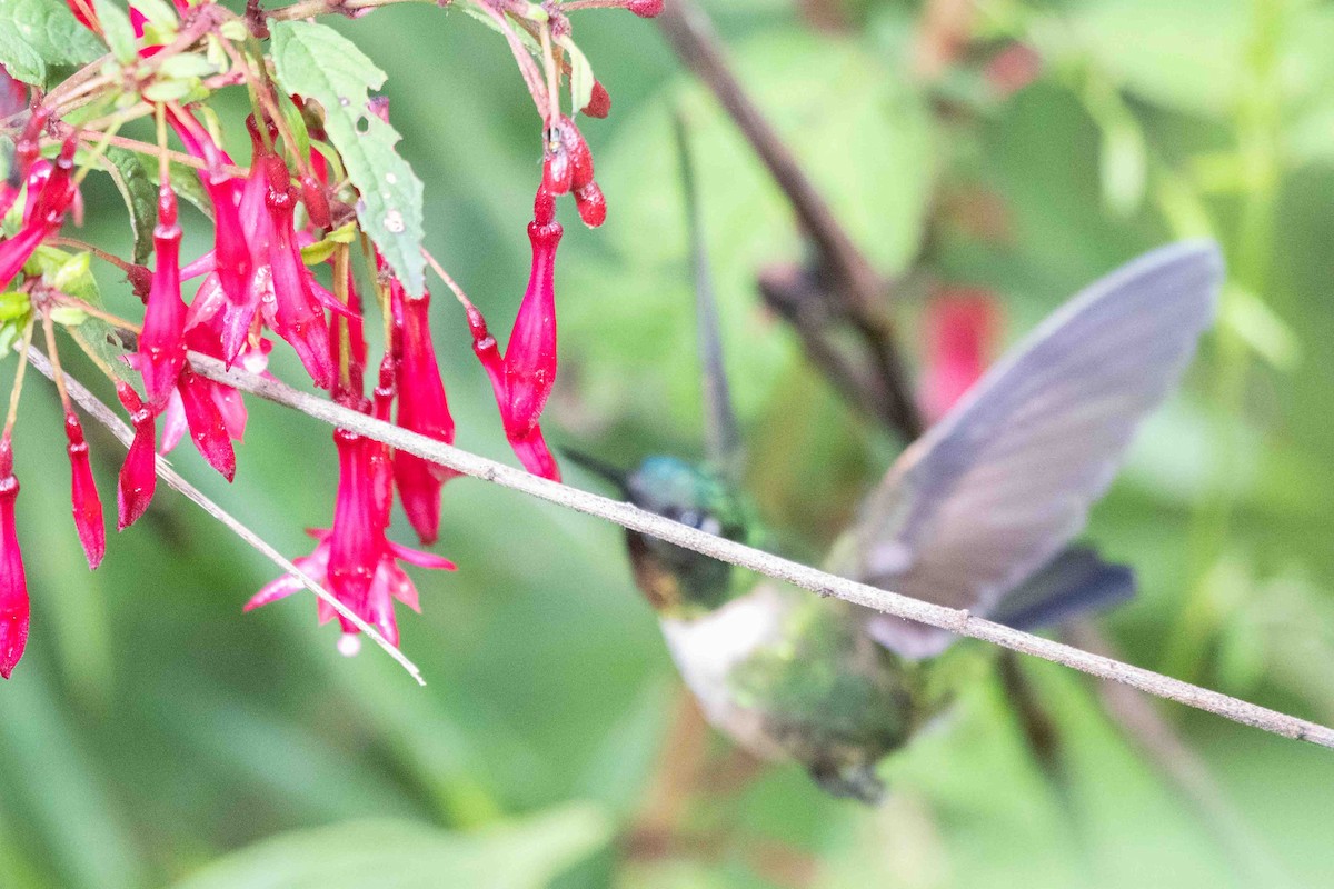 Amethyst-throated Sunangel - ML634599449