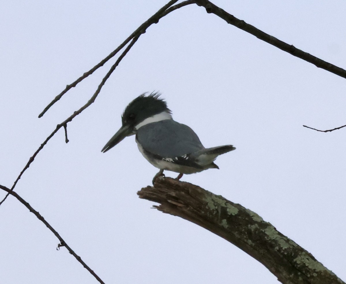 Belted Kingfisher - ML634599464