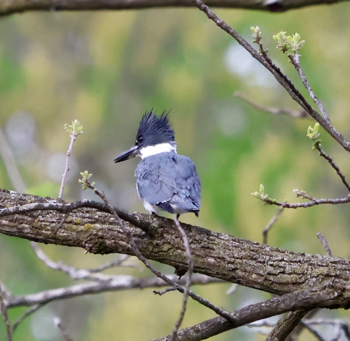Belted Kingfisher - ML634599465