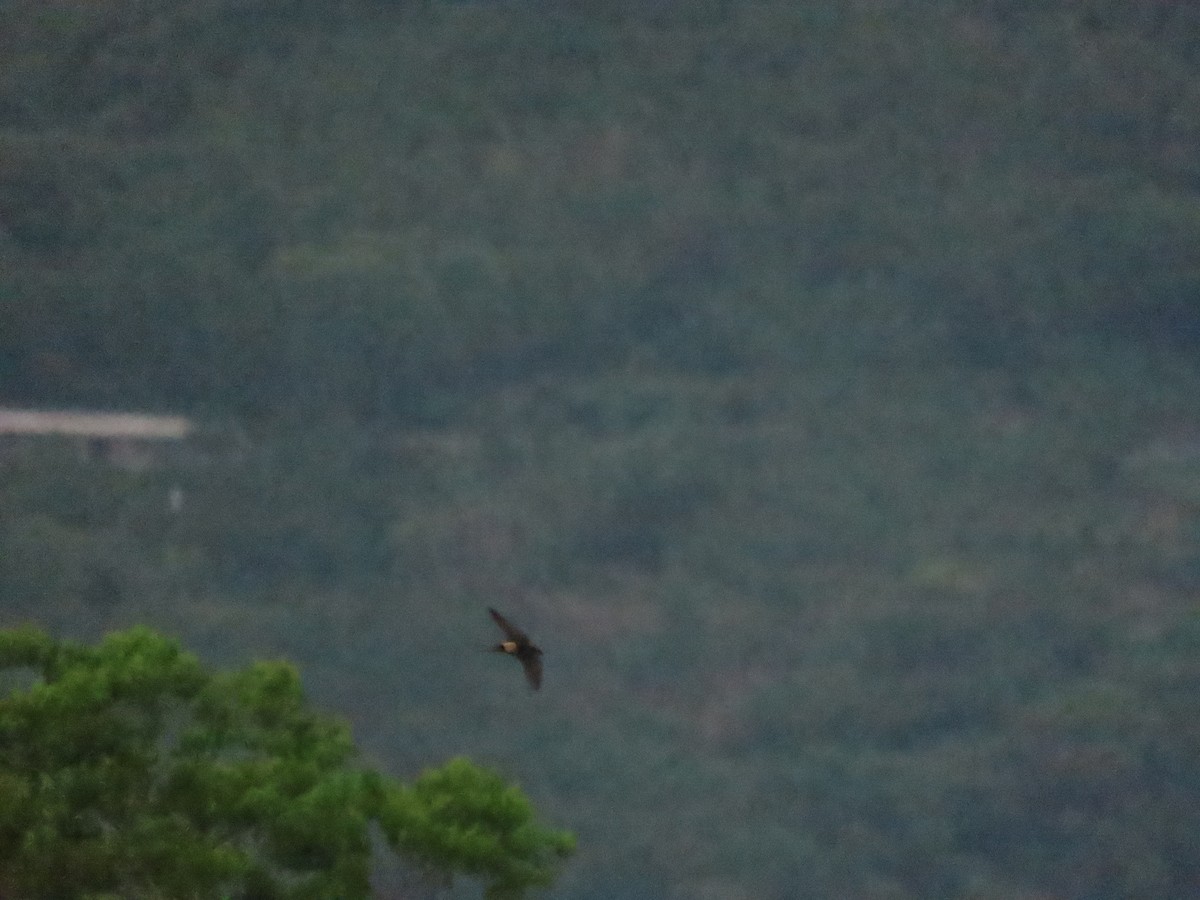 Eastern Red-rumped Swallow (Striated) - ML634599469